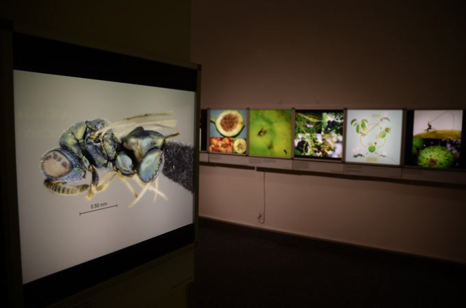 Wasp_exhibition__DSC3497